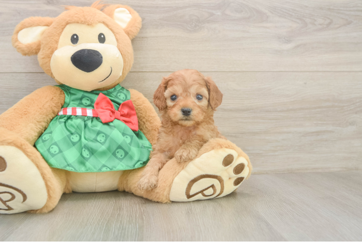 Playful Cavapoodle Poodle Mix Puppy