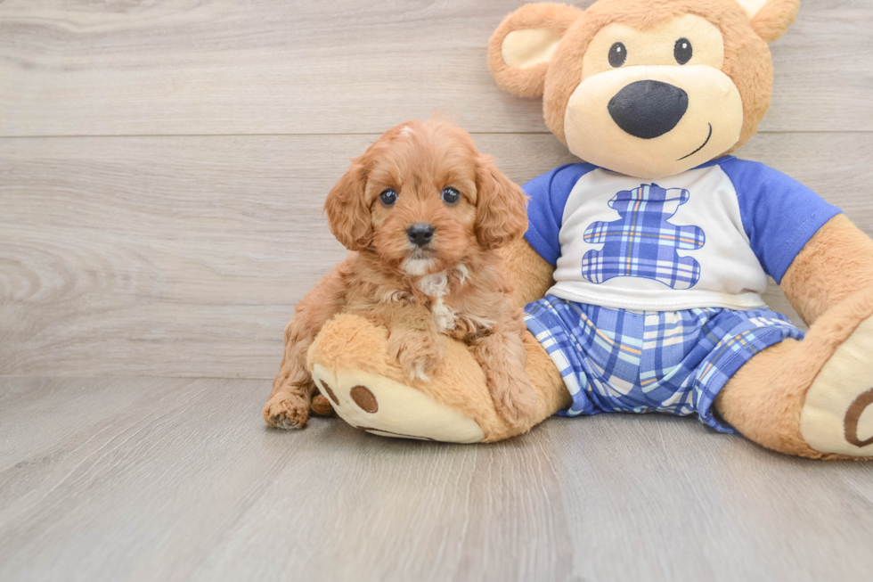 Cavapoo Pup Being Cute