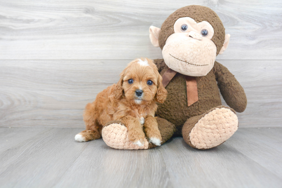 Best Cavapoo Baby