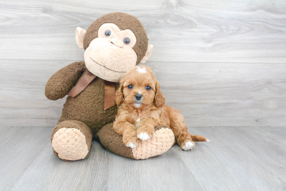 Friendly Cavapoo Baby