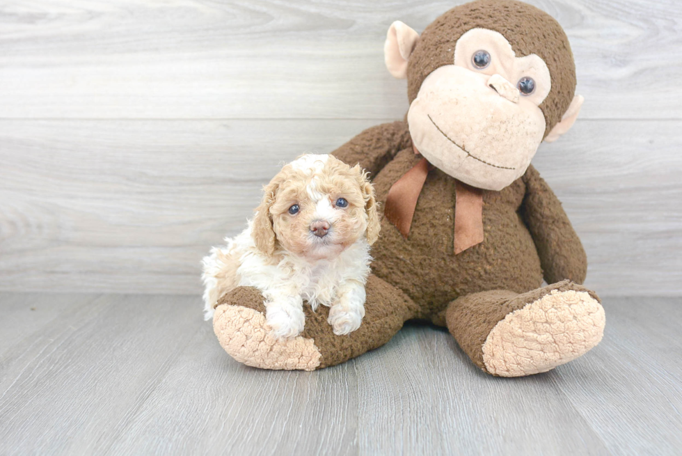 Best Cavapoo Baby