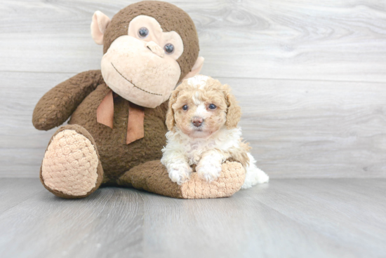 Best Cavapoo Baby