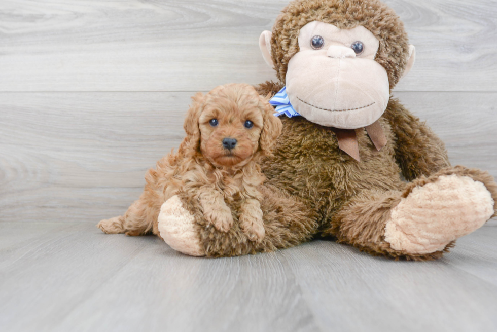 Cavapoo Puppy for Adoption