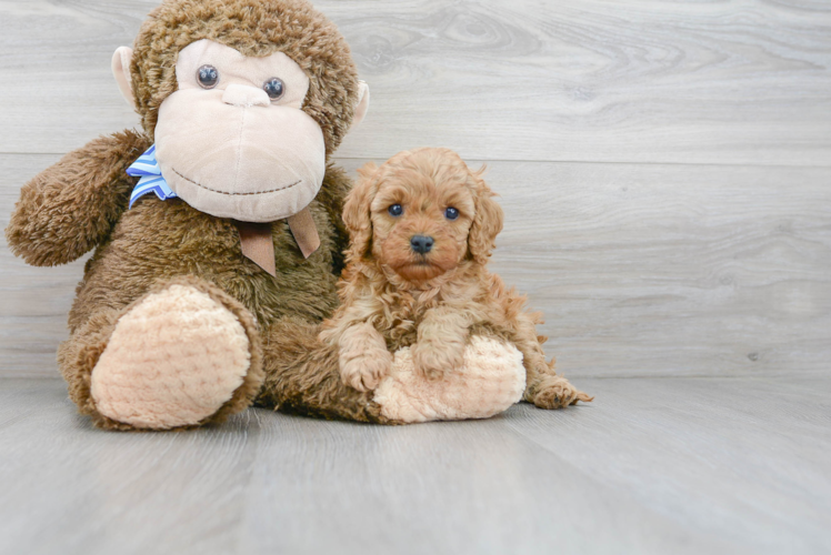 Fluffy Cavapoo Poodle Mix Pup