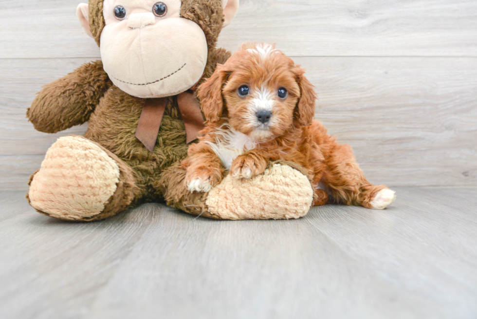 Little Cavoodle Poodle Mix Puppy