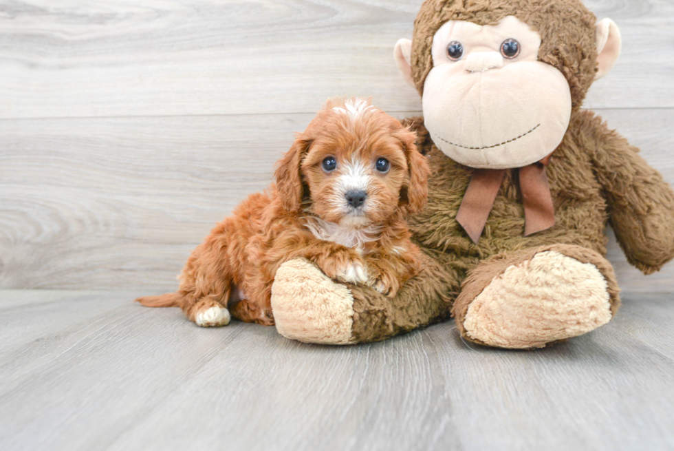 Hypoallergenic Cavoodle Poodle Mix Puppy