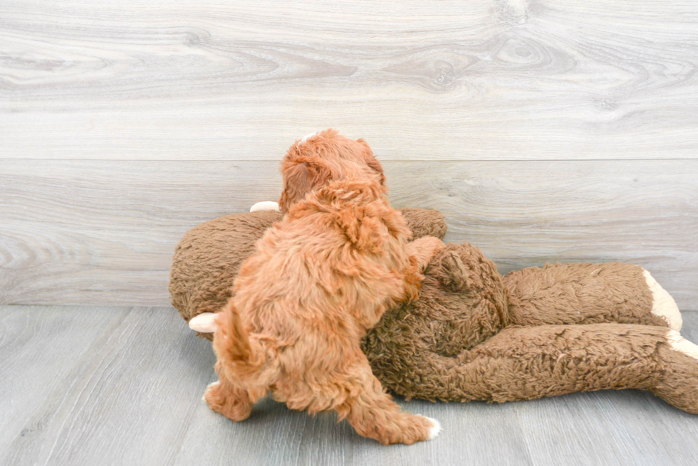 Cavapoo Puppy for Adoption