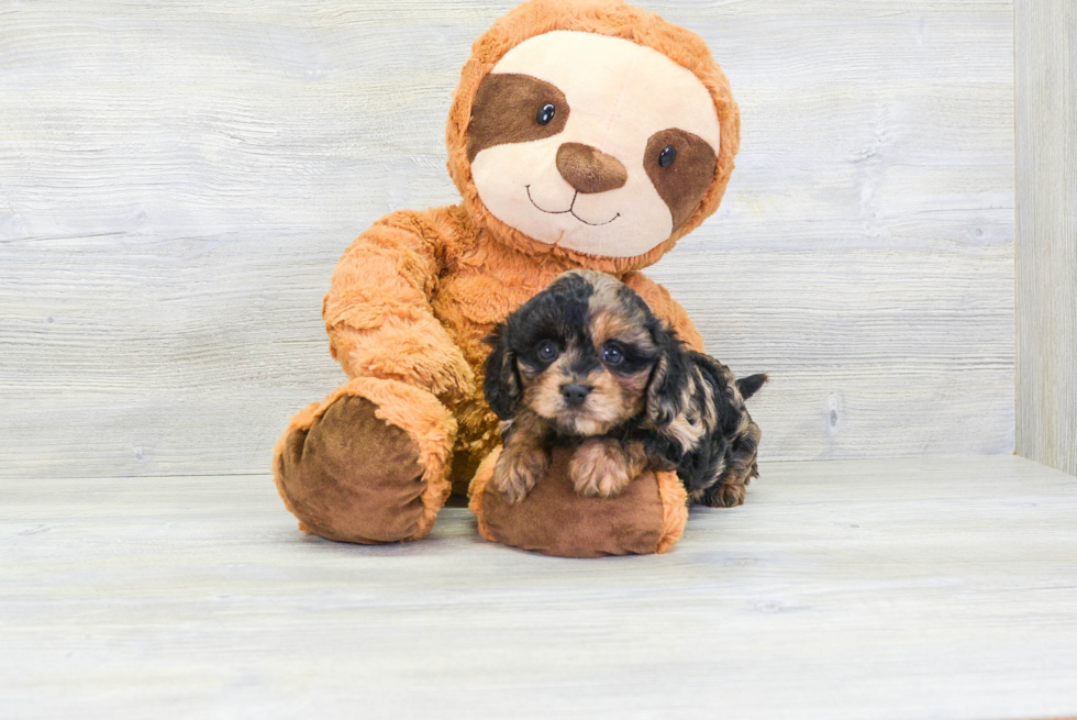 Little Cavoodle Poodle Mix Puppy