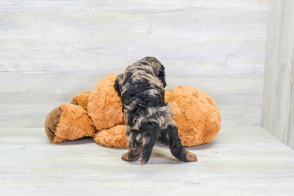 Fluffy Cavapoo Poodle Mix Pup