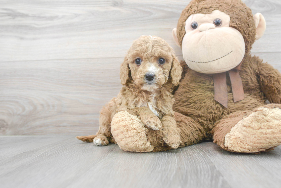 Cute Cavapoo Baby