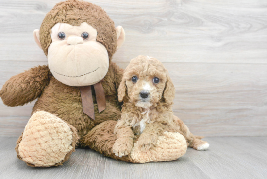 Best Cavapoo Baby