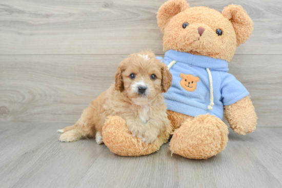 Best Cavapoo Baby