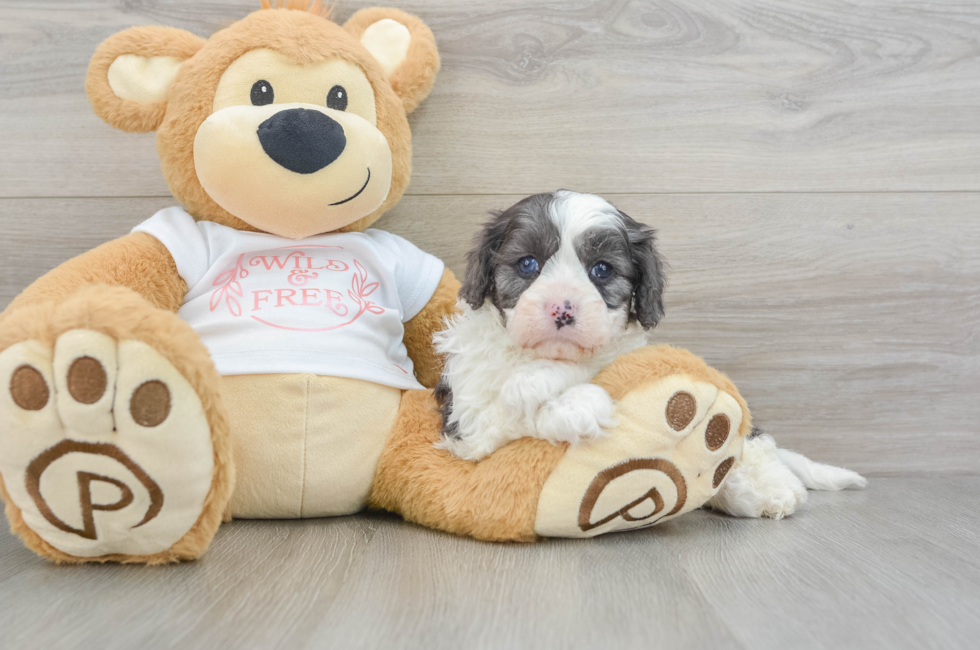 6 week old Cavapoo Puppy For Sale - Premier Pups