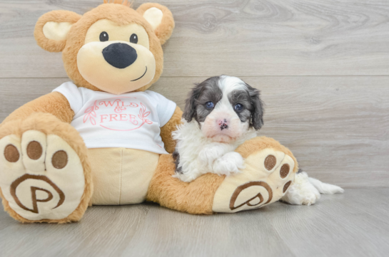 Best Cavapoo Baby