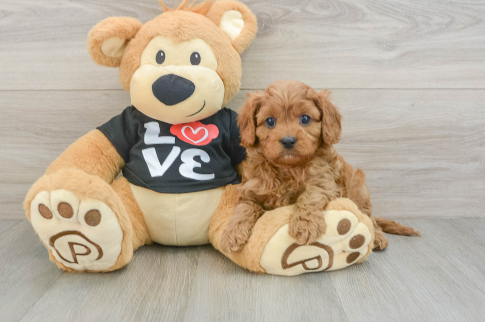 5 week old Cavapoo Puppy For Sale - Premier Pups