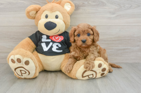 Popular Cavapoo Poodle Mix Pup