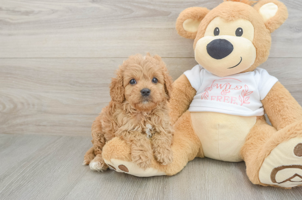 6 week old Cavapoo Puppy For Sale - Premier Pups