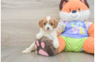 Petite Cavapoo Poodle Mix Pup