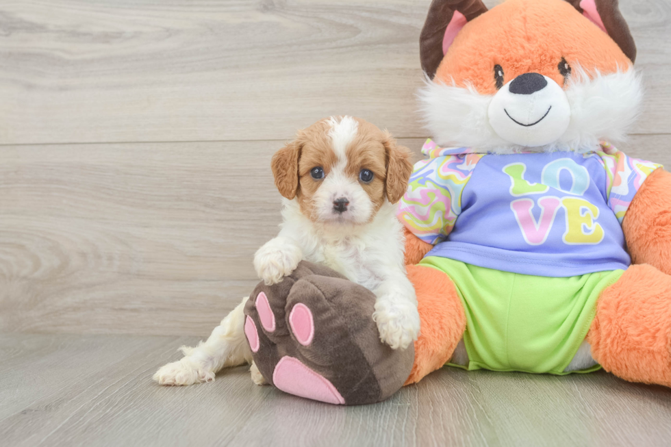 Petite Cavapoo Poodle Mix Pup