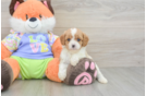 Cute Cavapoo Baby