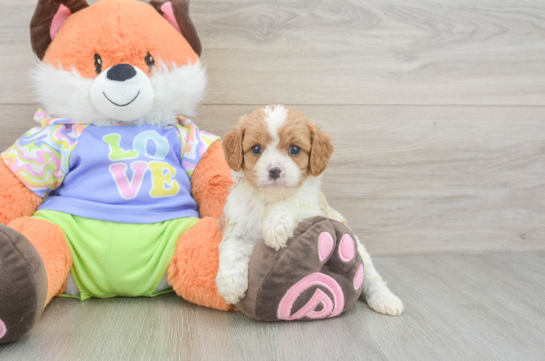 Cute Cavapoo Baby