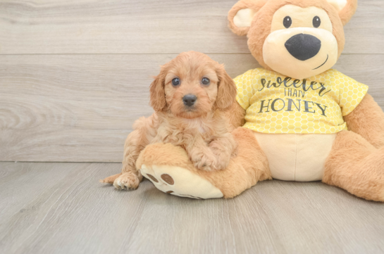 Cavapoo Puppy for Adoption