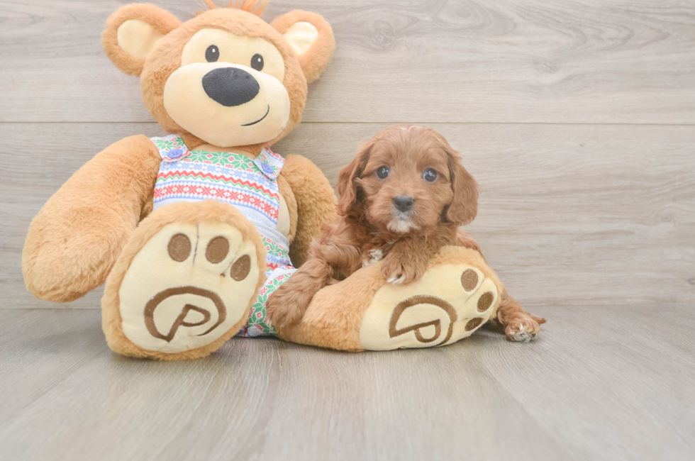 5 week old Cavapoo Puppy For Sale - Premier Pups