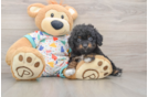 Cavapoo Pup Being Cute