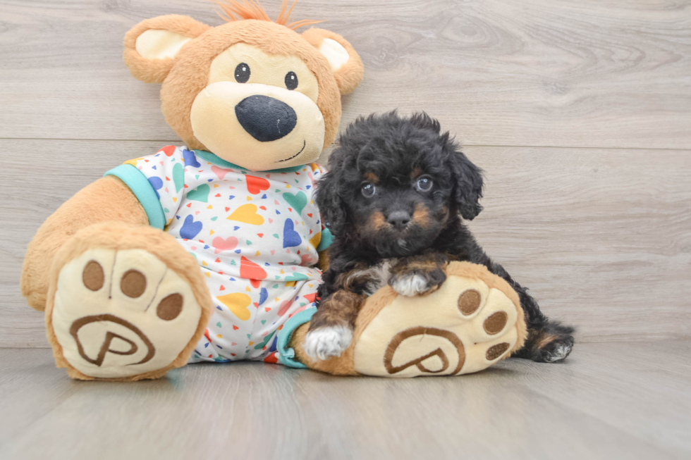 Cavapoo Pup Being Cute