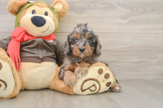Happy Cavapoo Baby