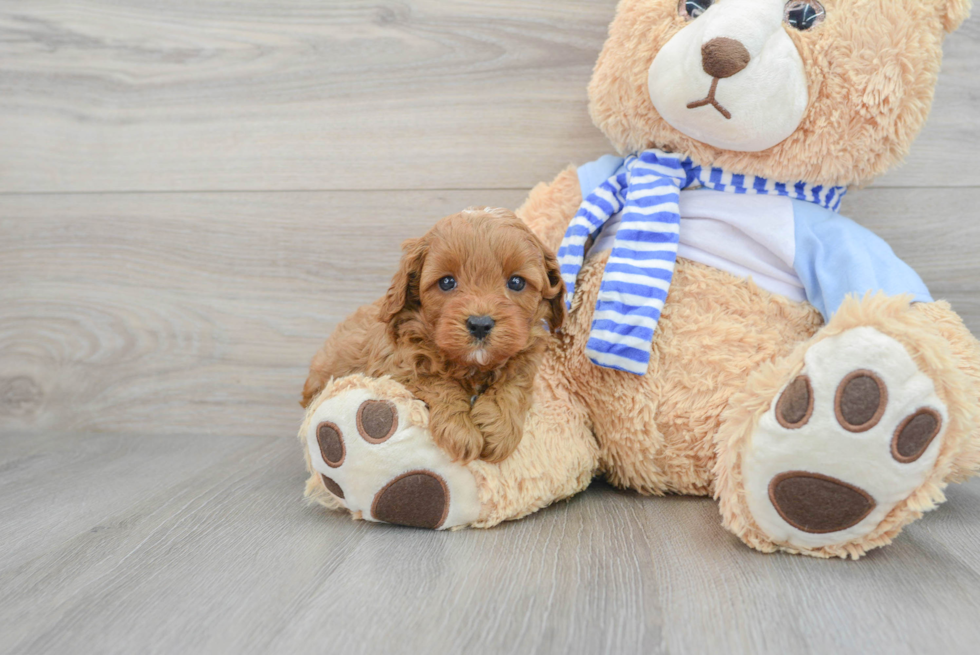 Cute Cavapoo Baby