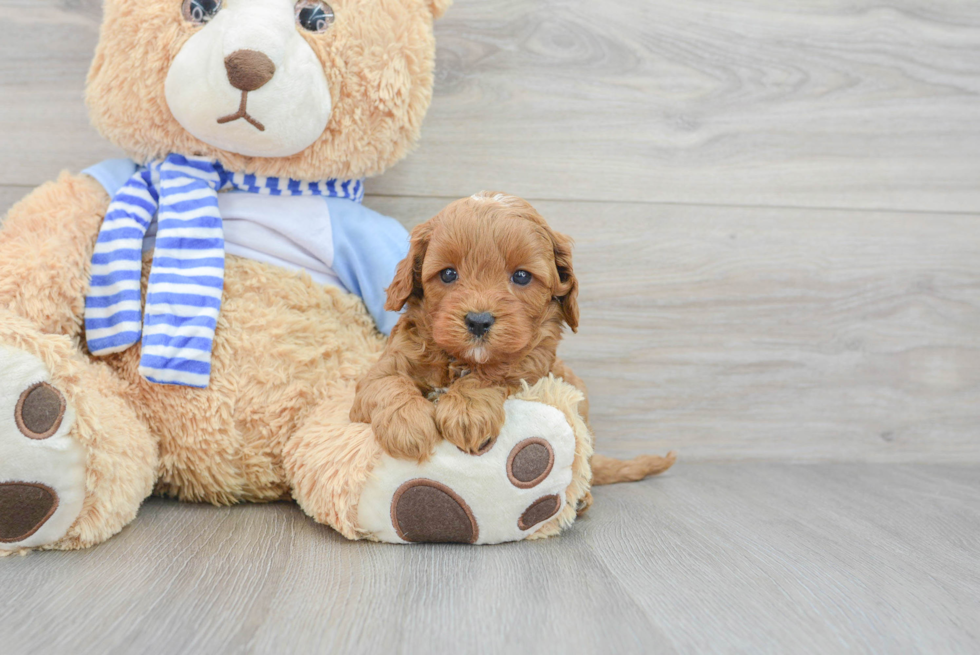 Small Cavapoo Baby