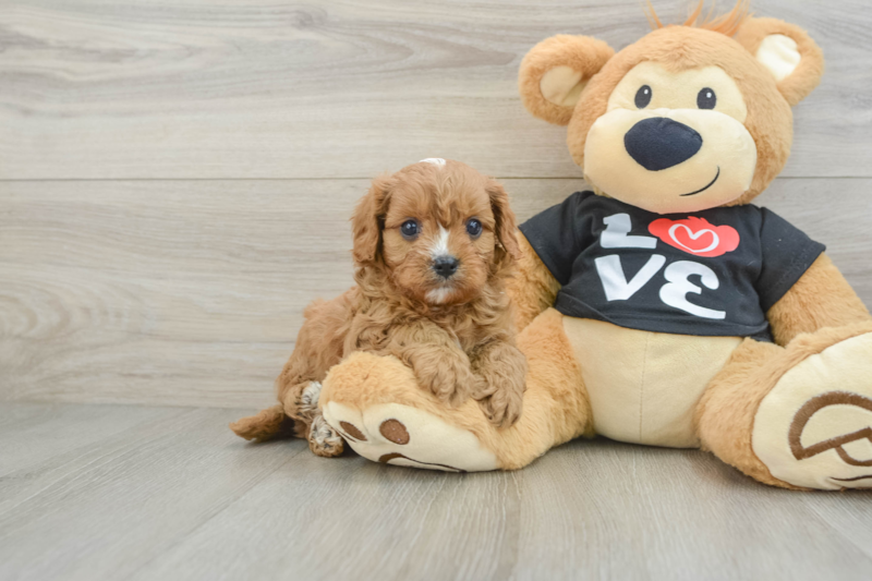 Meet Solo - our Cavapoo Puppy Photo 1/3 - Premier Pups
