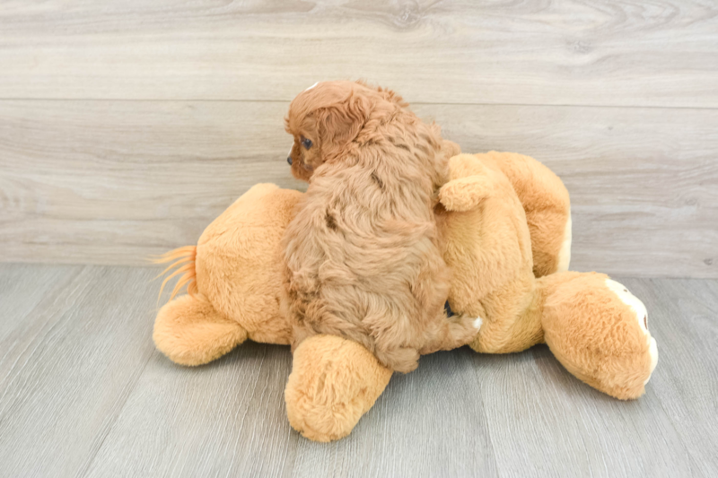 Meet Solo - our Cavapoo Puppy Photo 2/3 - Premier Pups