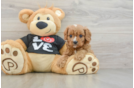 Popular Cavapoo Poodle Mix Pup