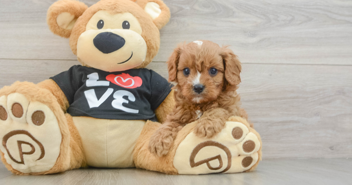 Sweet Cavapoo Solo: 4lb 2oz Doodle Puppy