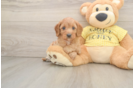 Hypoallergenic Cavadoodle Poodle Mix Puppy
