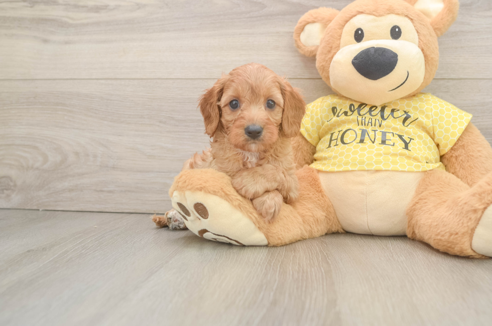 6 week old Cavapoo Puppy For Sale - Premier Pups