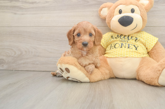 Hypoallergenic Cavadoodle Poodle Mix Puppy