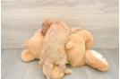 Cavapoo Pup Being Cute