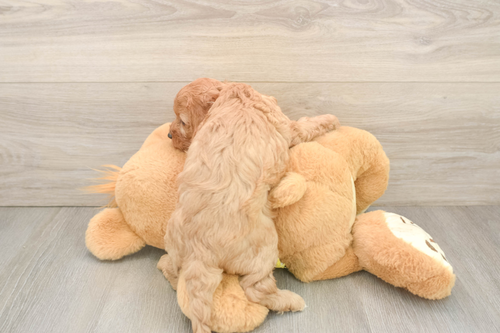 Cavapoo Pup Being Cute