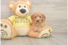 Petite Cavapoo Poodle Mix Pup