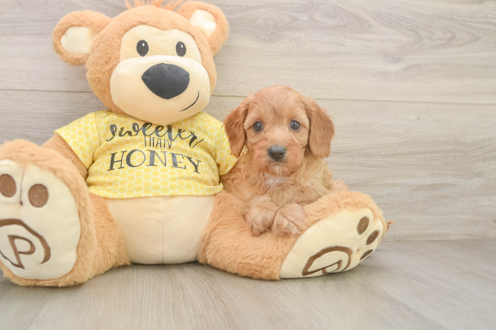 Petite Cavapoo Poodle Mix Pup