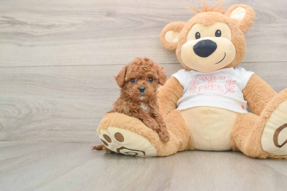 Cavapoo Pup Being Cute