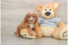 Popular Cavapoo Poodle Mix Pup