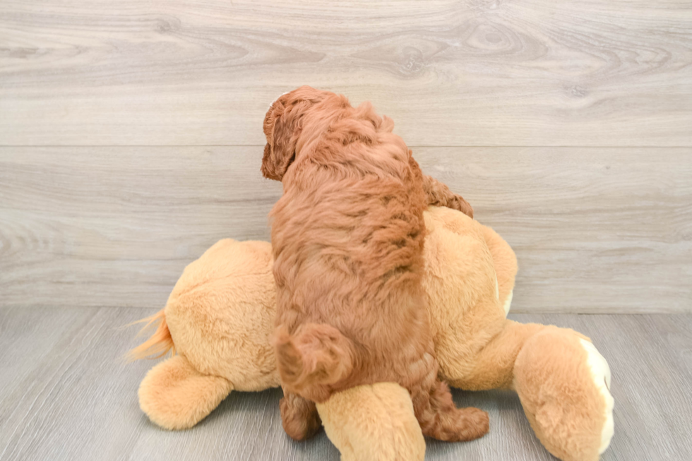 Cavapoo Pup Being Cute