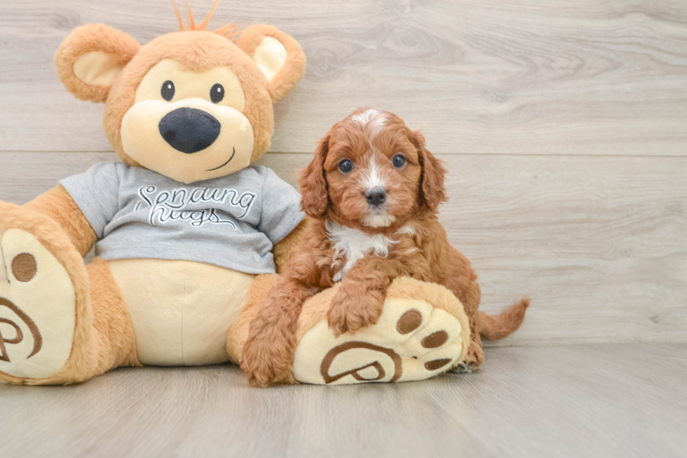 Cavapoo Pup Being Cute