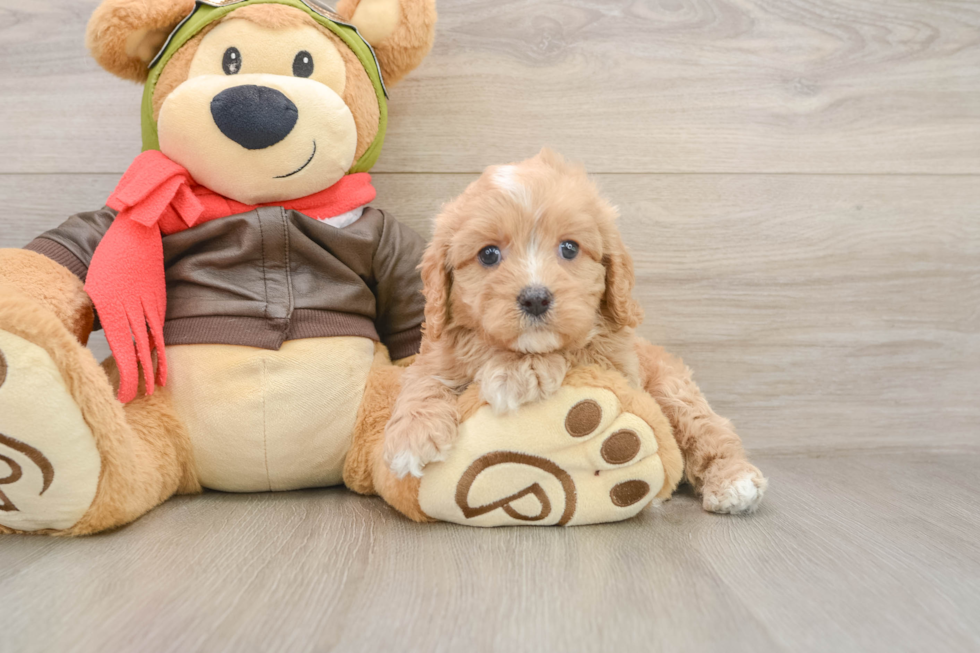 Best Cavapoo Baby