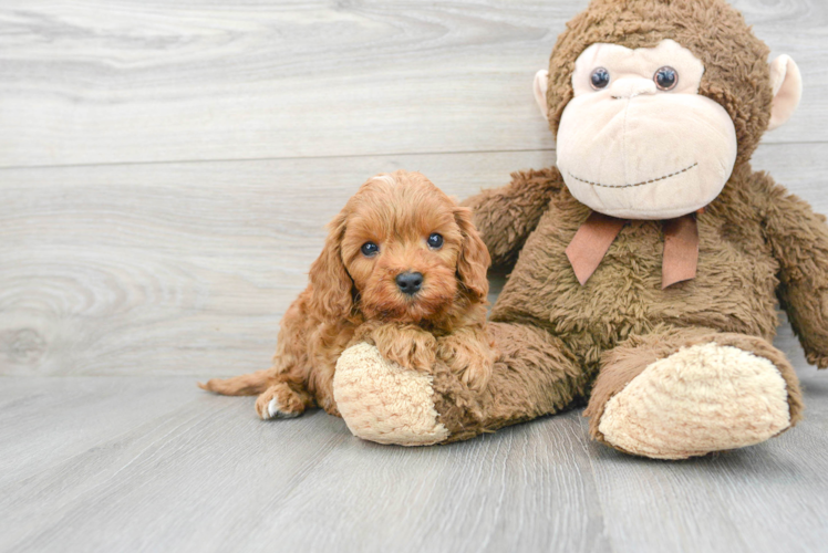 Cavapoo Pup Being Cute