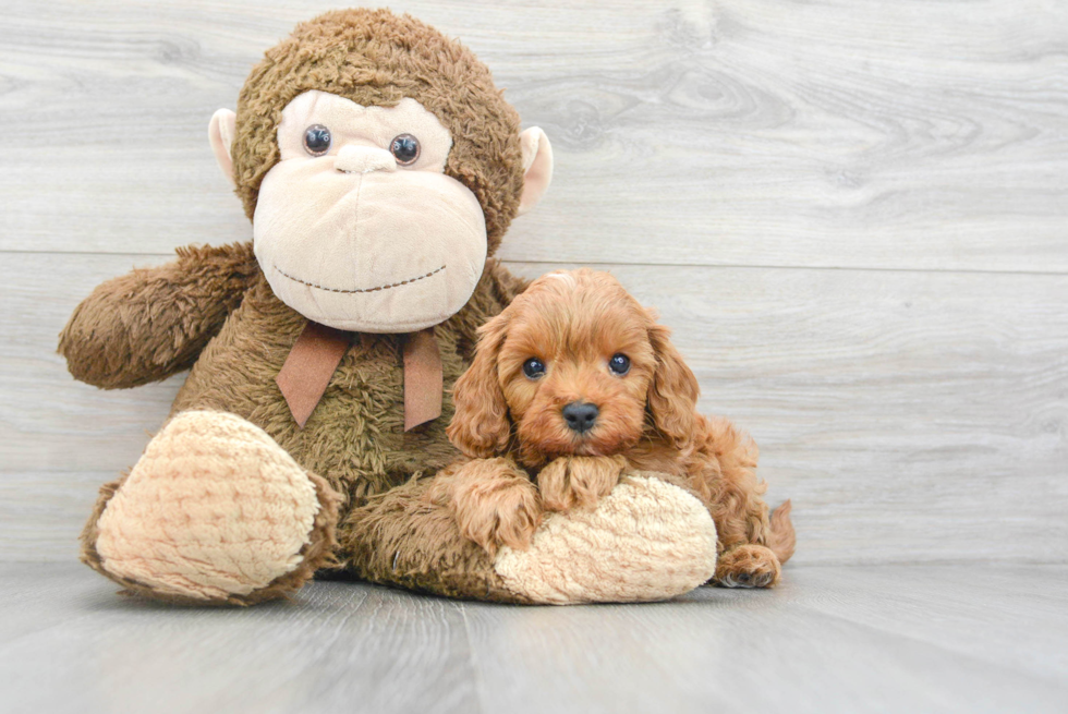 Cute Cavapoo Baby